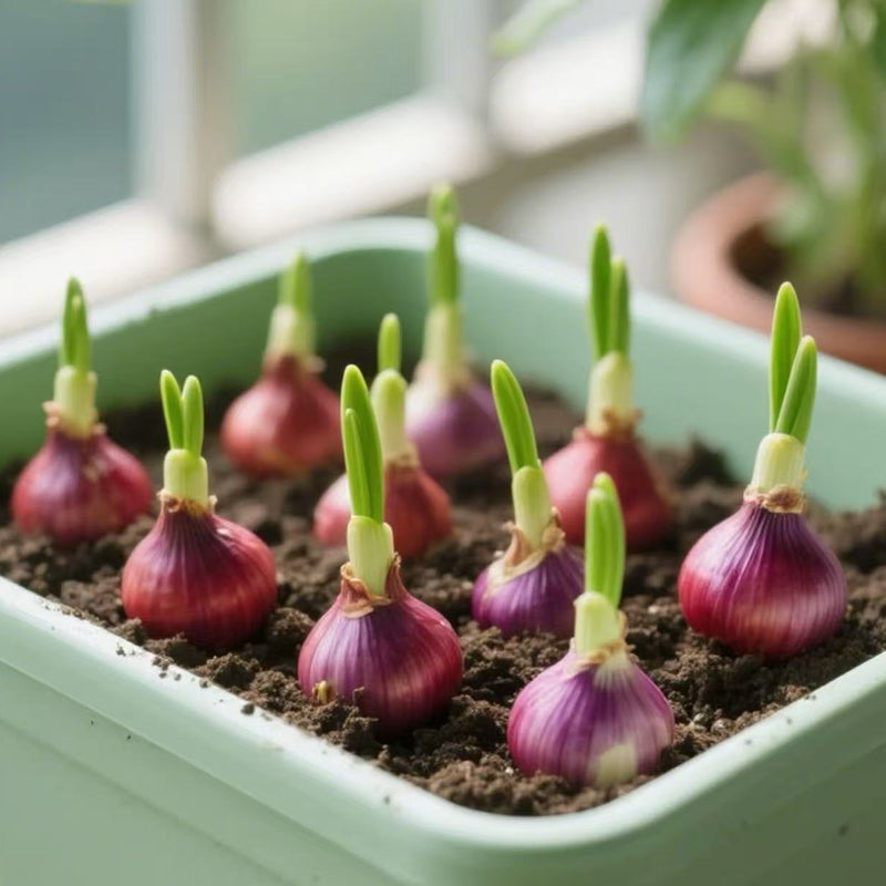 How to Grow Onions: A Simple Guide to Planting and Harvesting