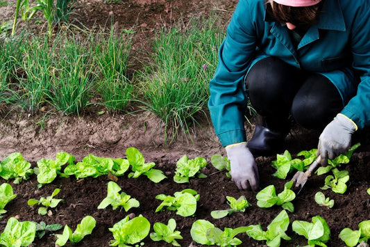 Easy Fall Vegetable Planting Guide: Grow Your Best Autumn Garden