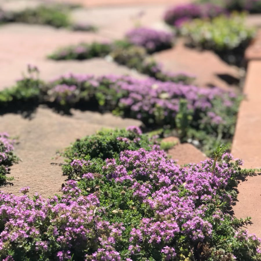 Creeping Thyme