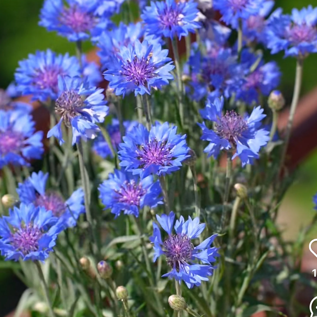 Cornflower