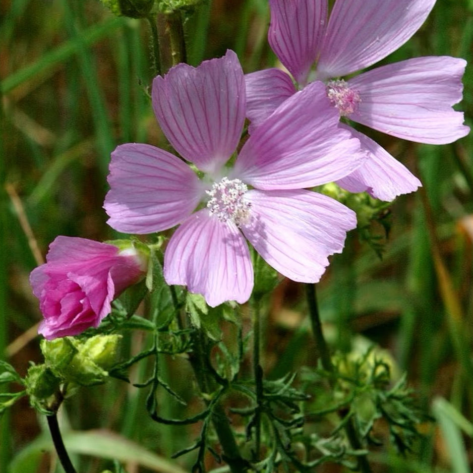 Musk mallow