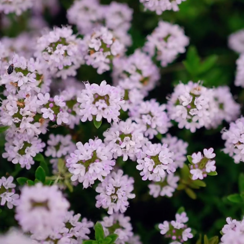 Creeping Thyme