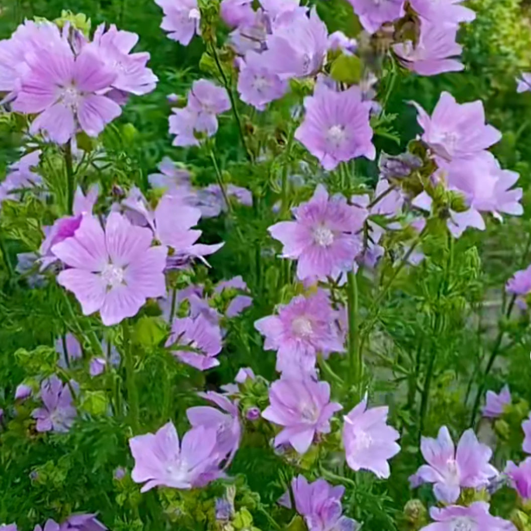 Musk mallow