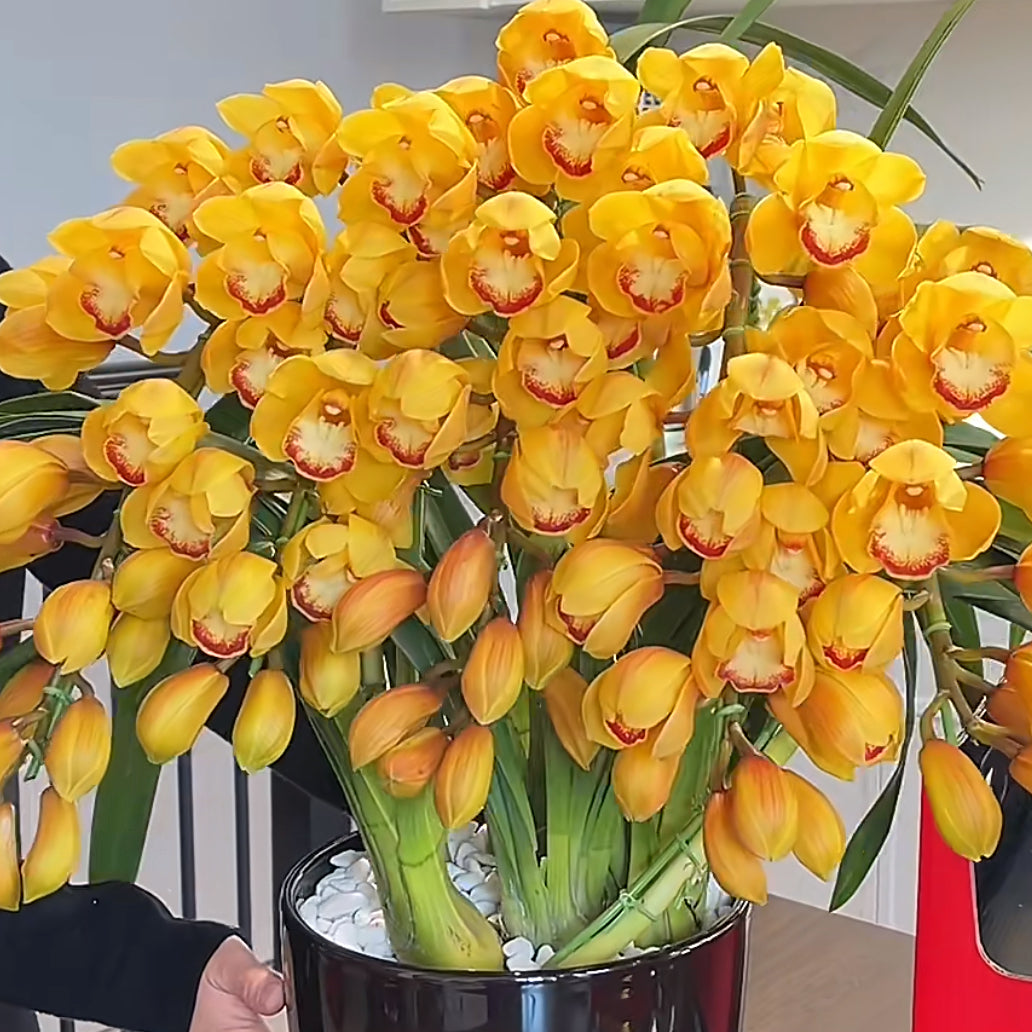 Orchid