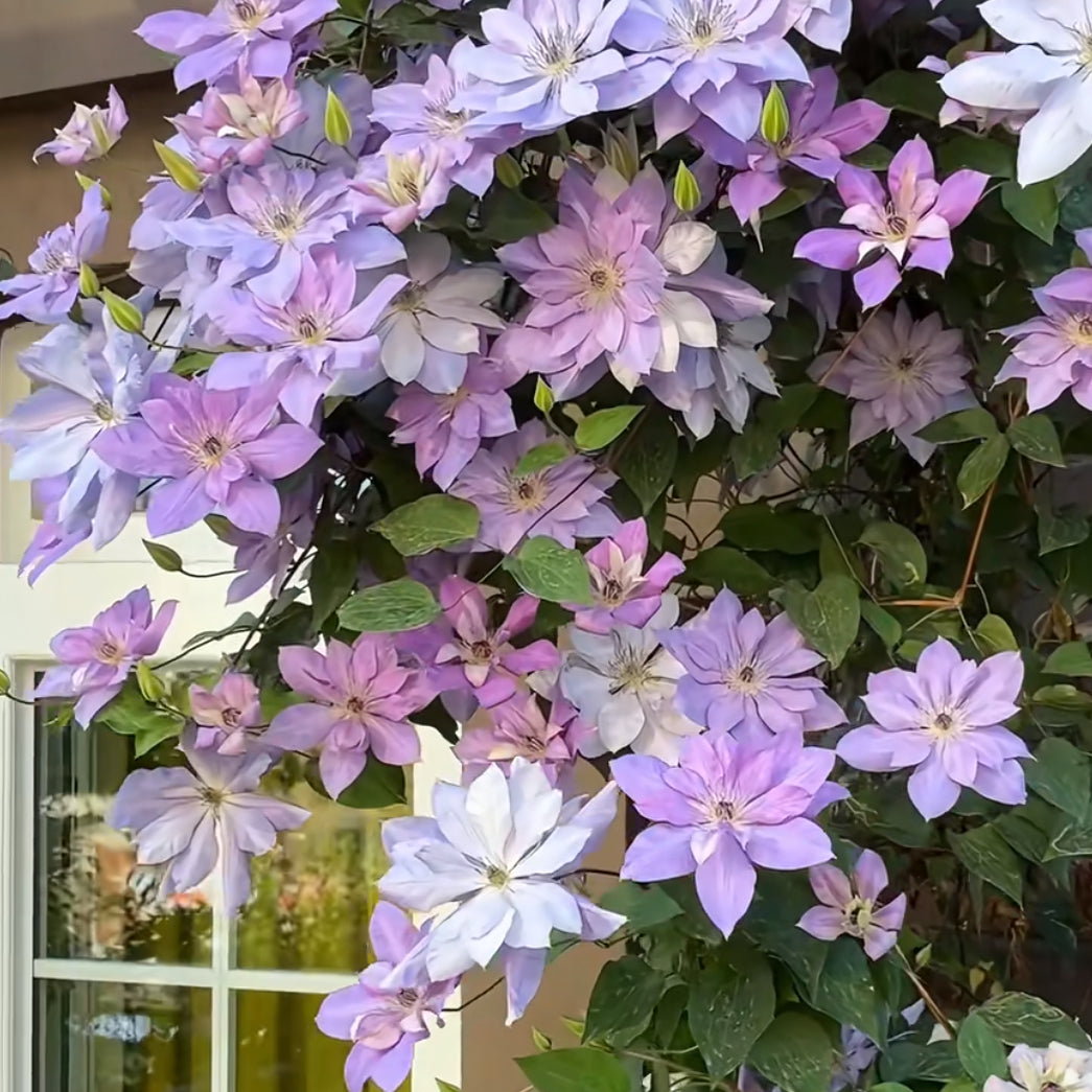 Clematis vine