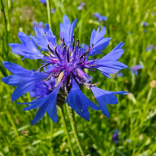 Cornflower