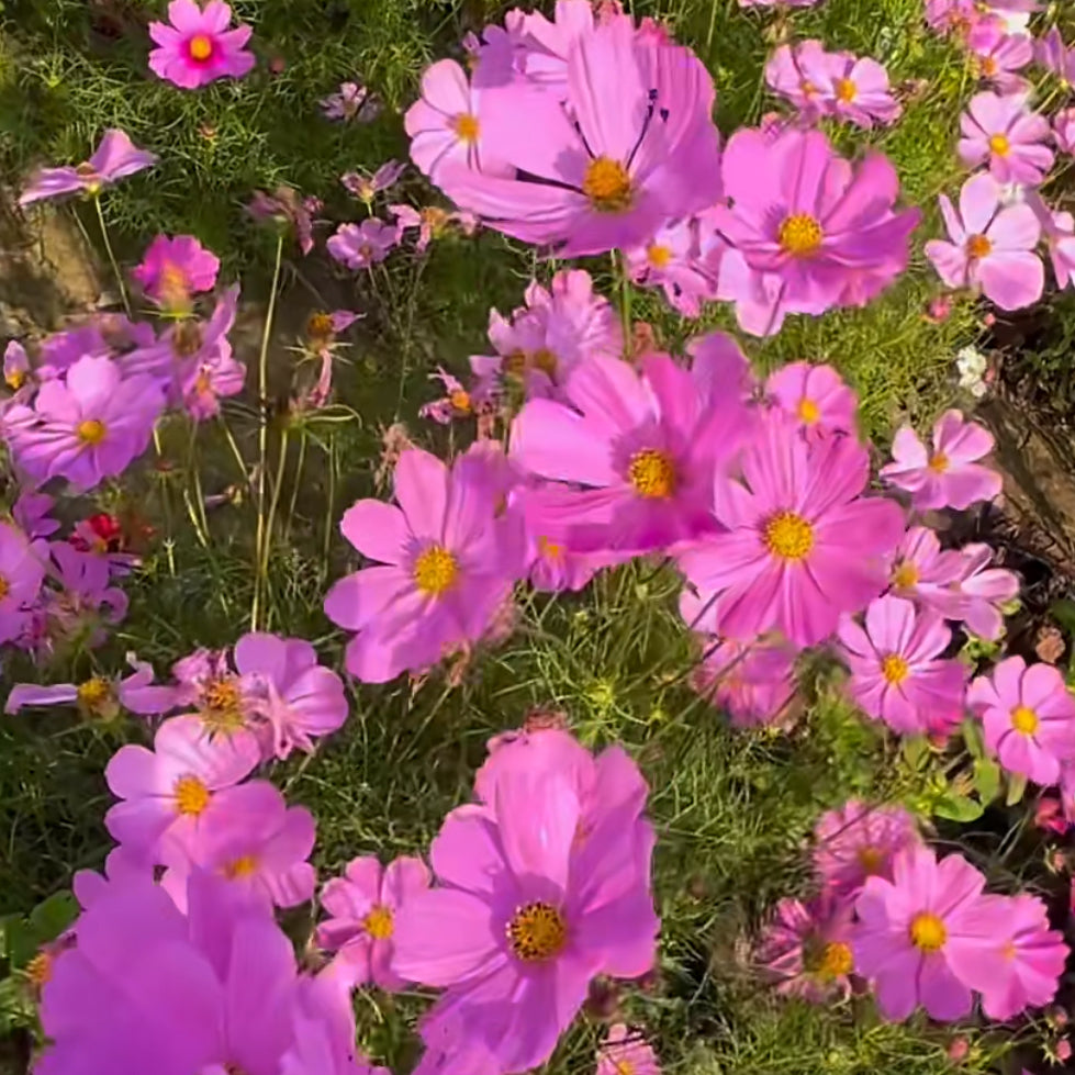 Cosmos
