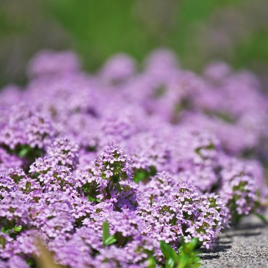 Creeping Thyme