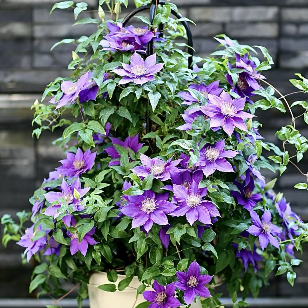 Clematis vine