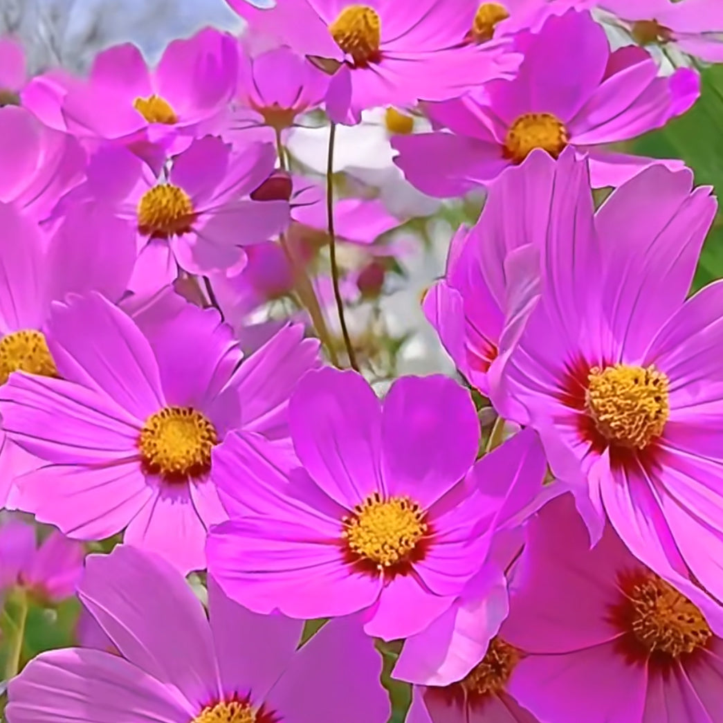 Cosmos