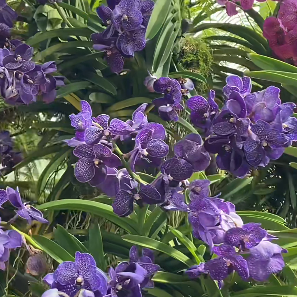 Orchid