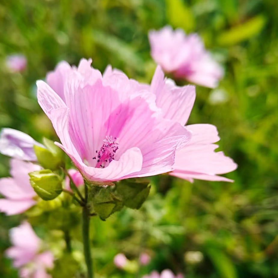 Musk mallow