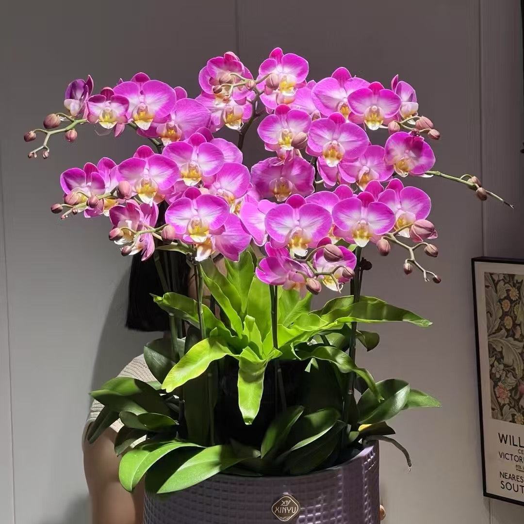 Orchid