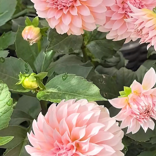 Dahlia