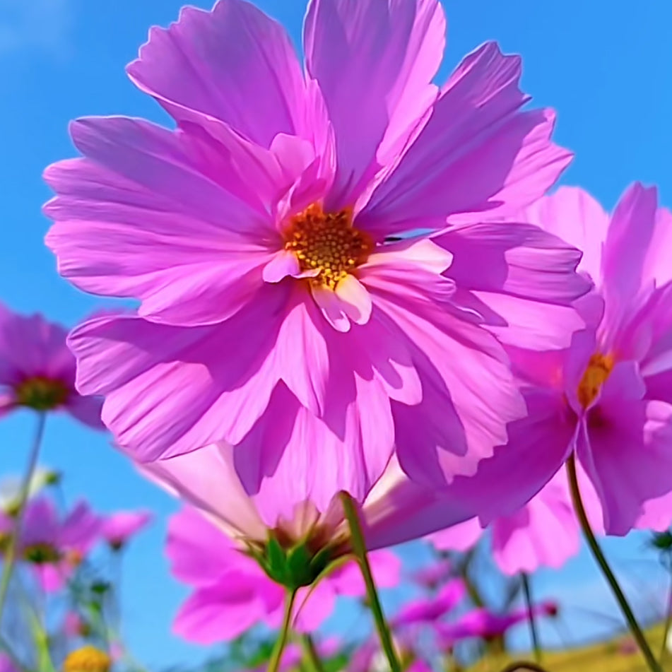 Cosmos