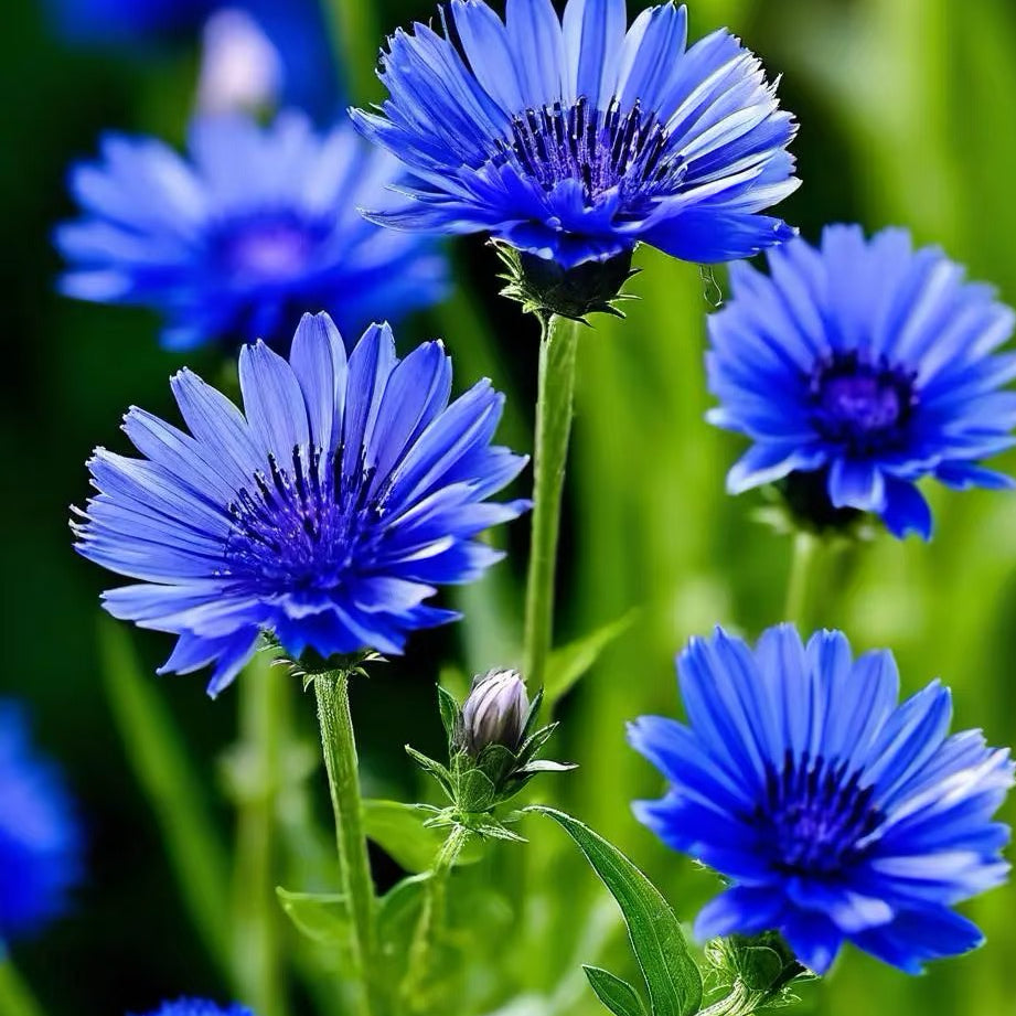 Cornflower