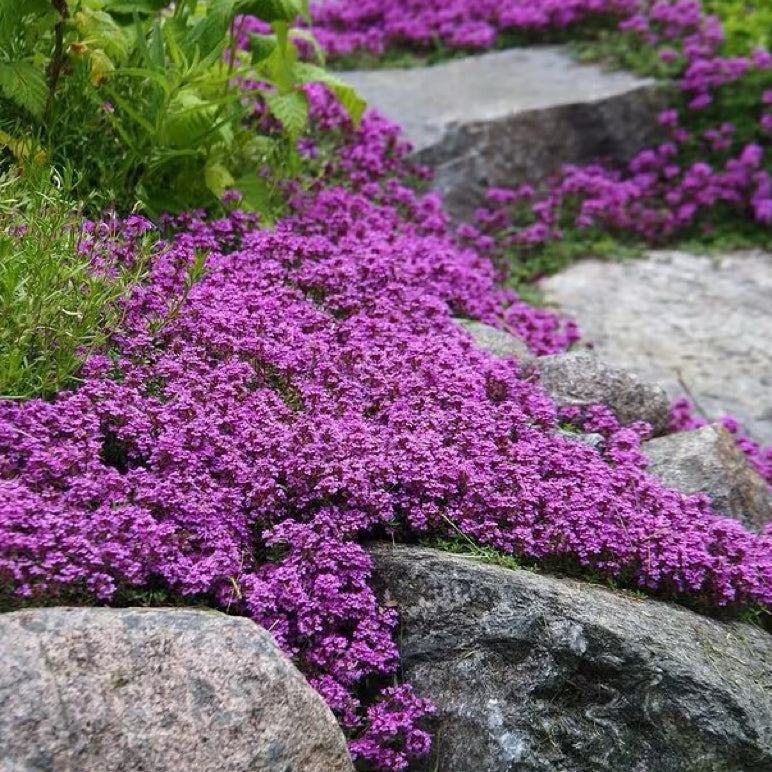 Creeping Thyme