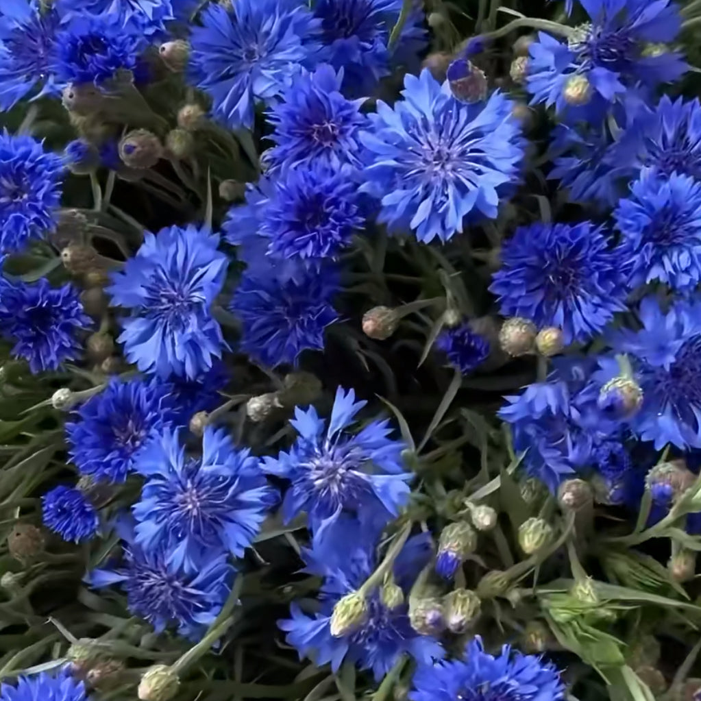 Cornflower
