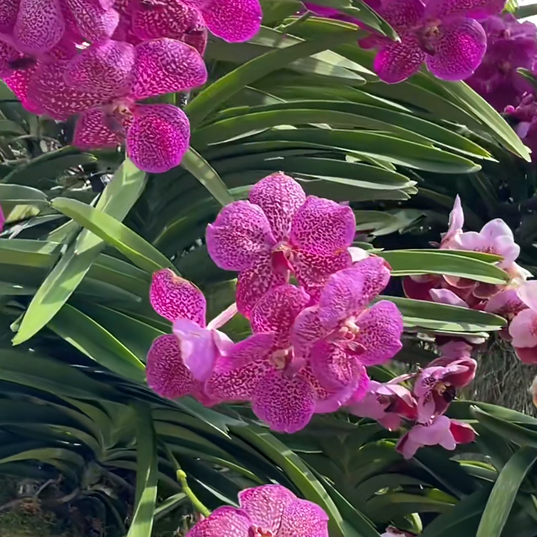 Orchid