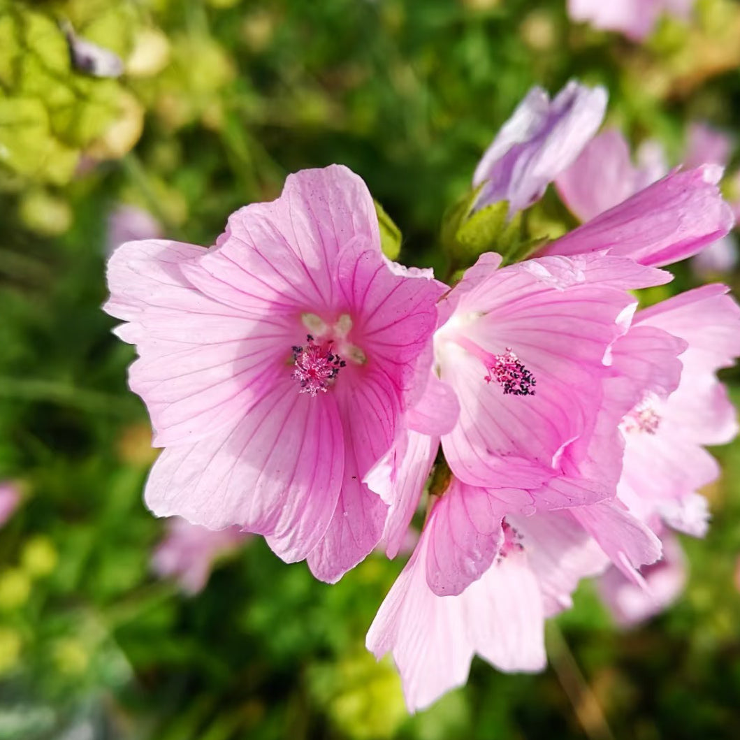Musk mallow