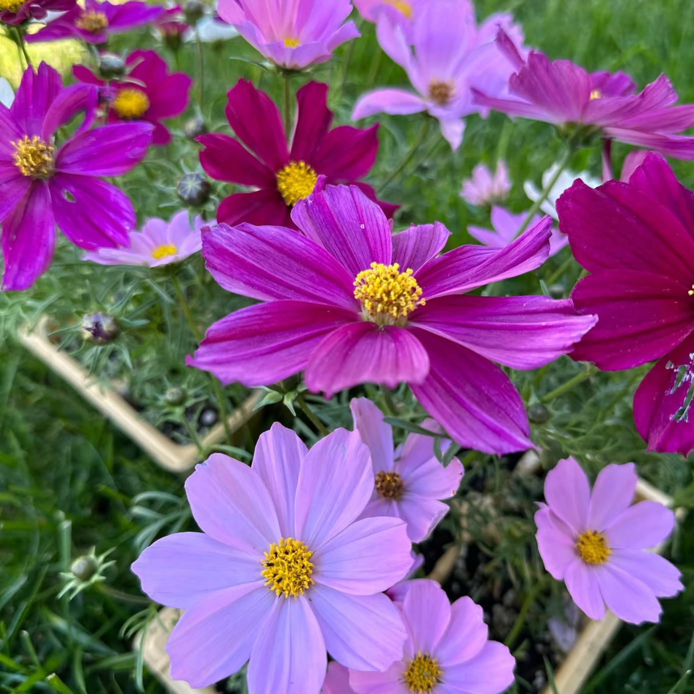 Cosmos