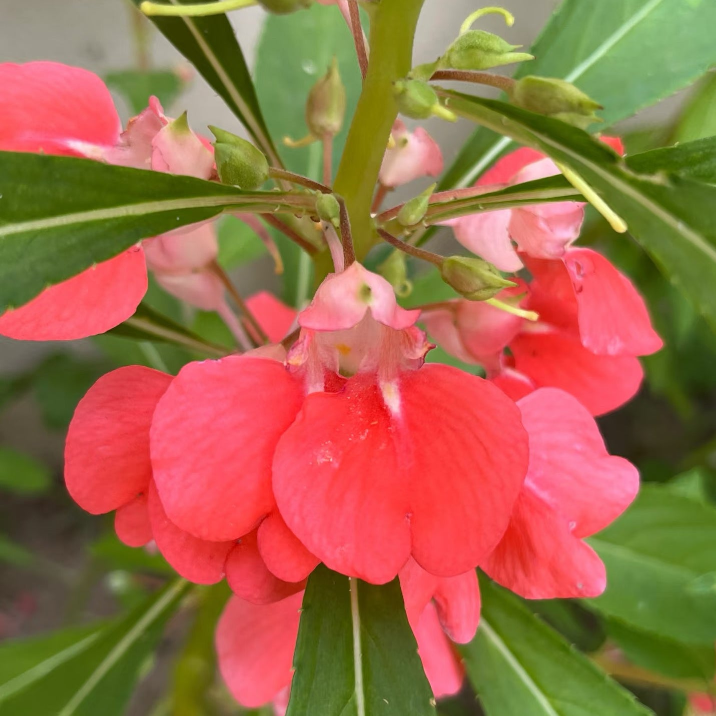 Impatiens