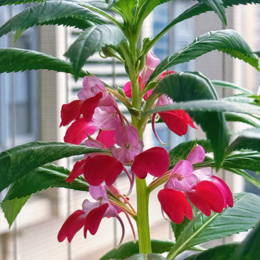 Impatiens