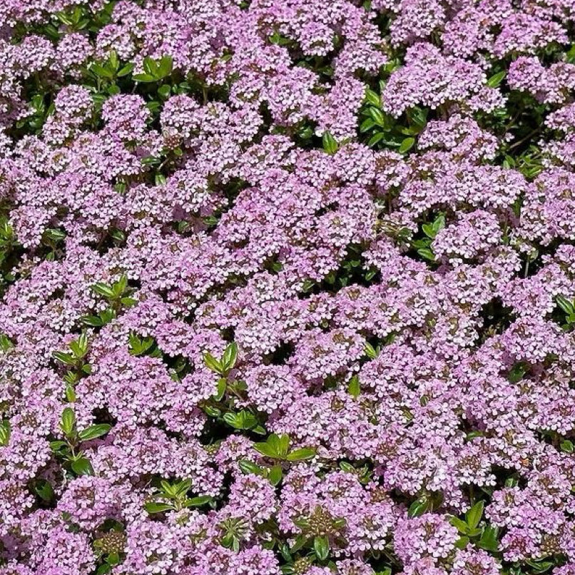 Creeping Thyme