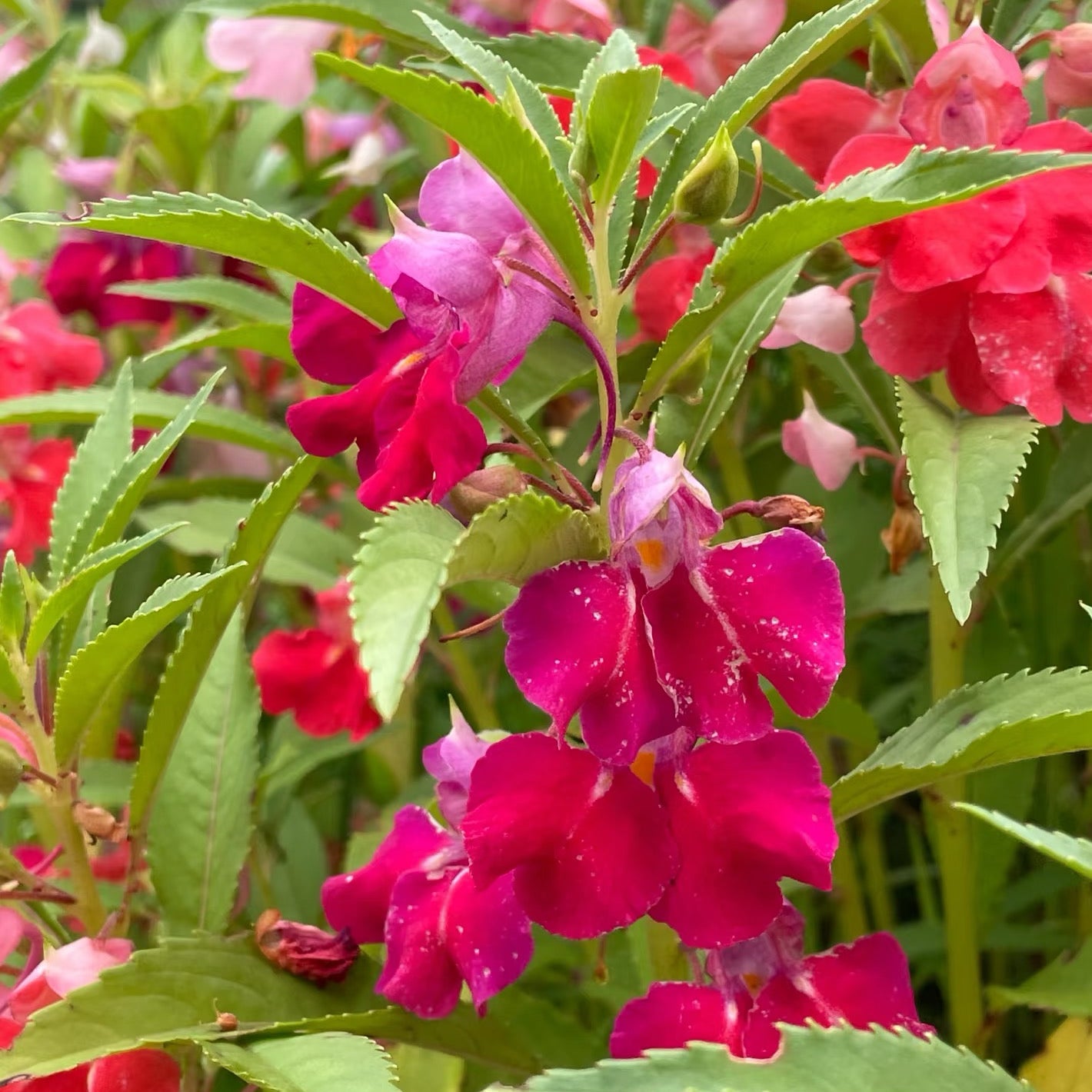 Impatiens