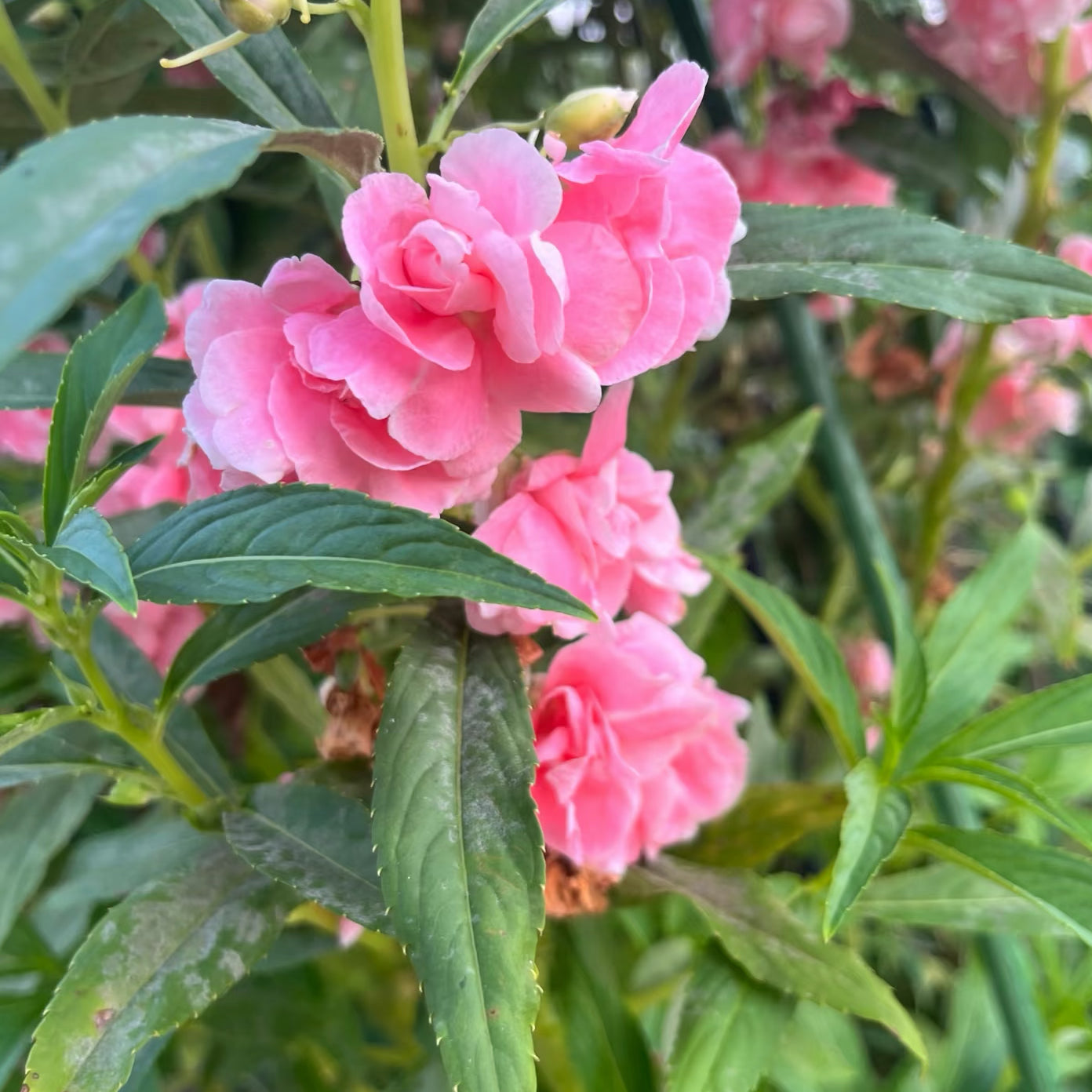 Impatiens