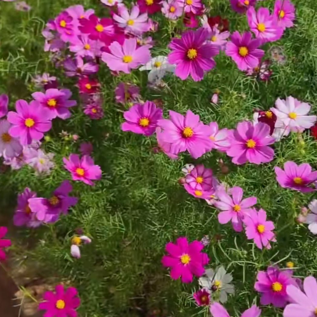 Cosmos
