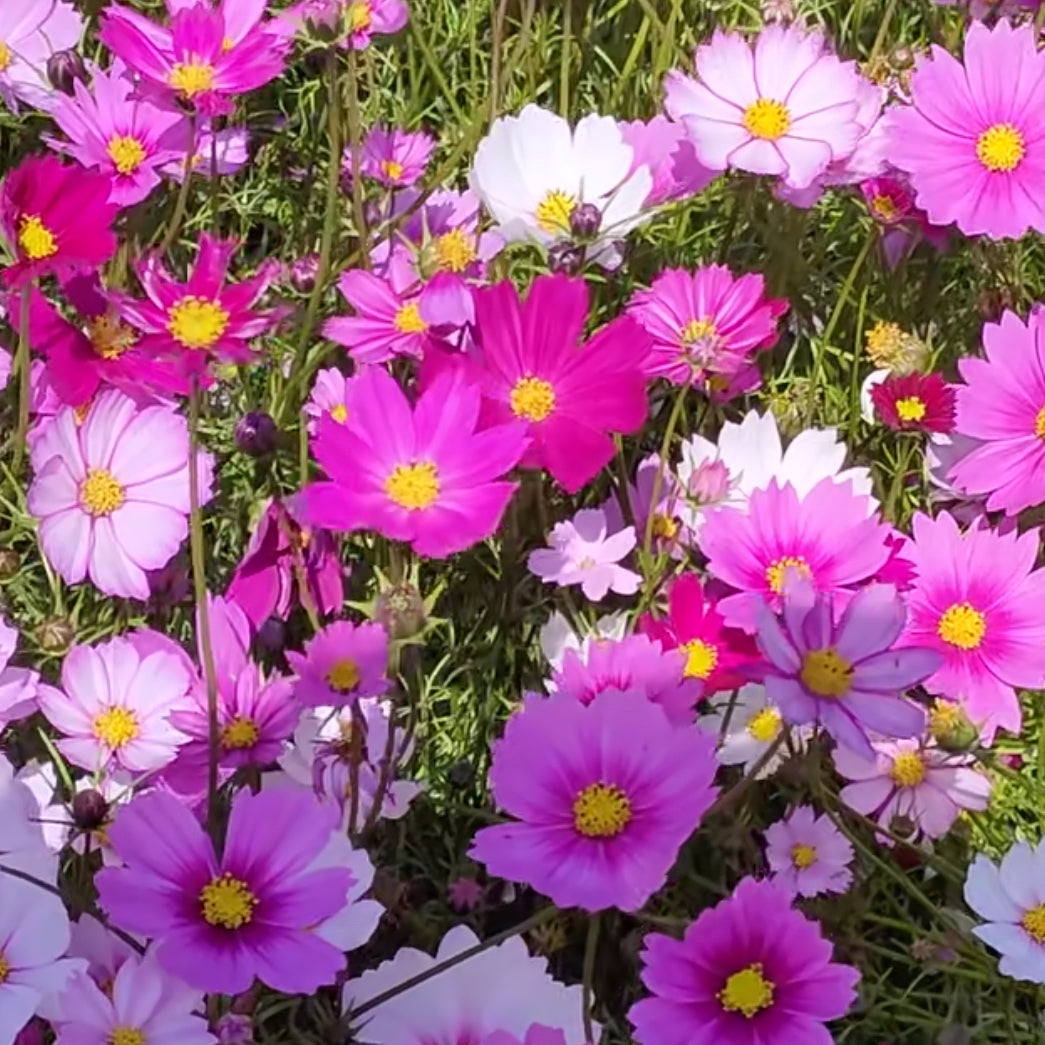 Cosmos
