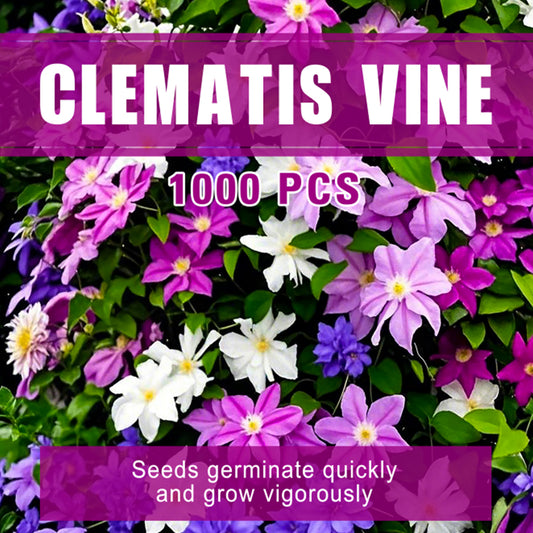 Clematis vine