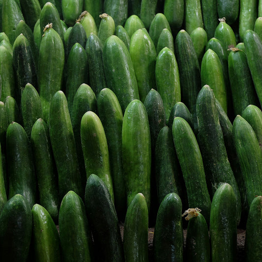 Cucumber