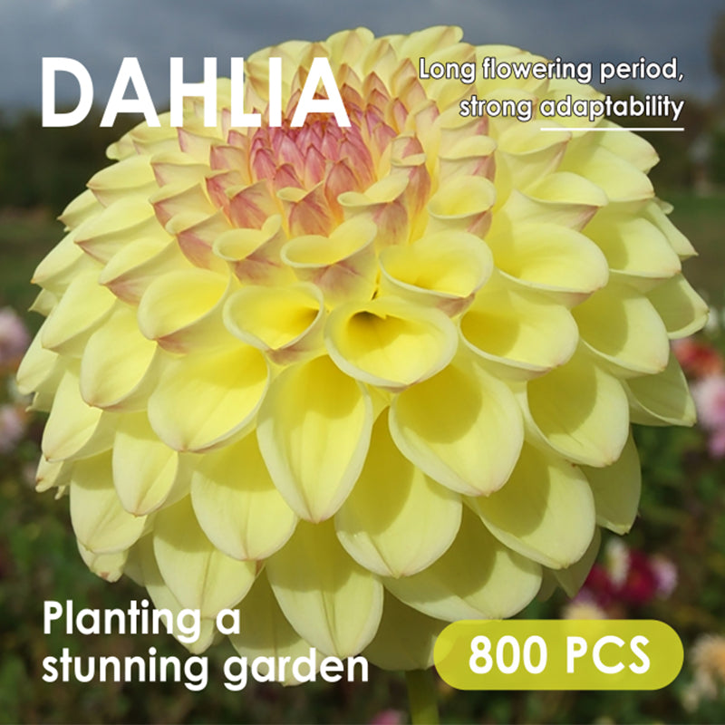 Dahlia