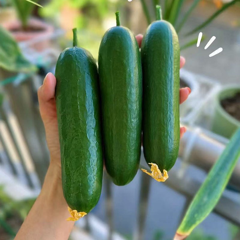 Fruit Cucumber