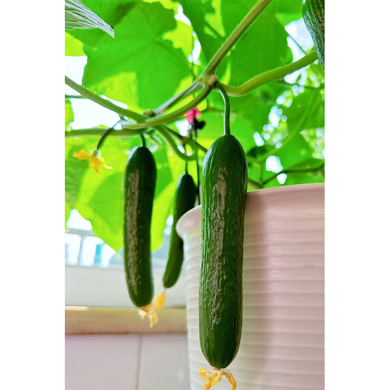 Fruit Cucumber
