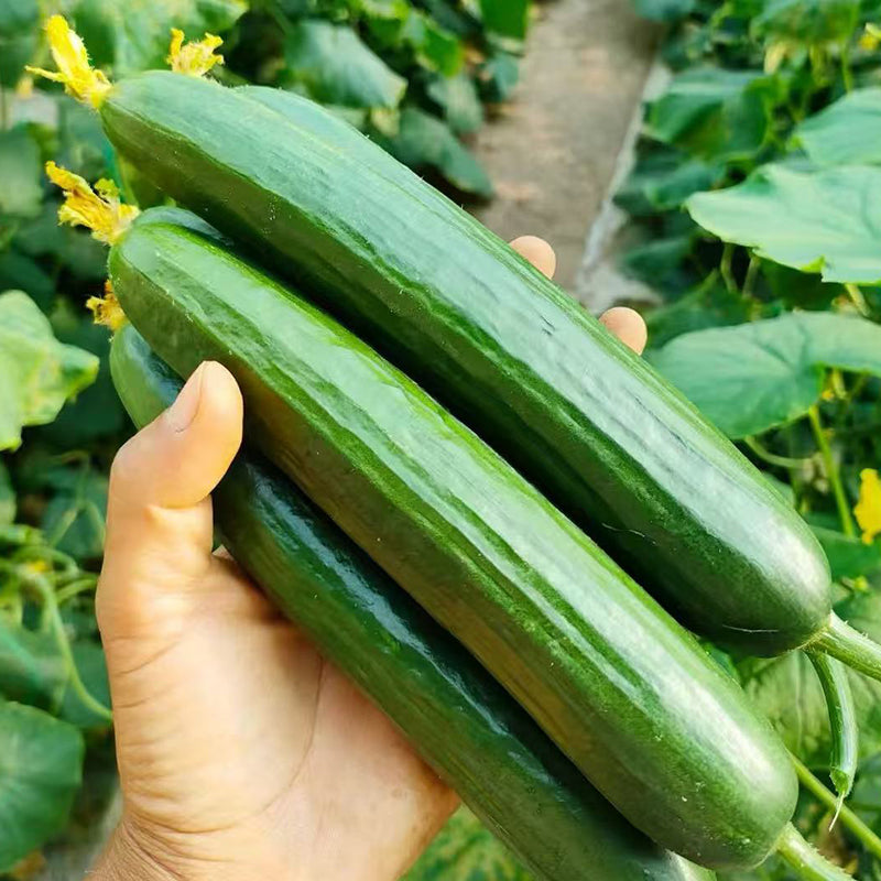 Fruit Cucumber