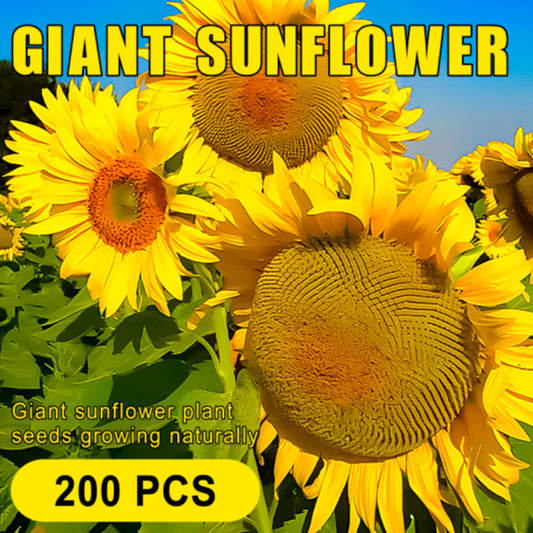 Giant sunflower