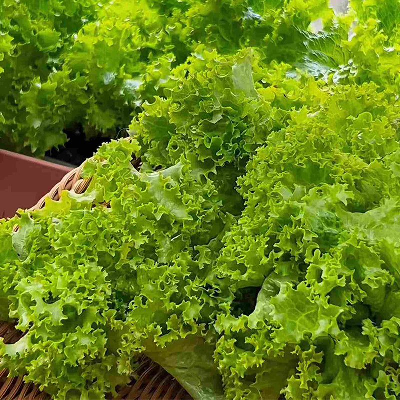 Lettuce