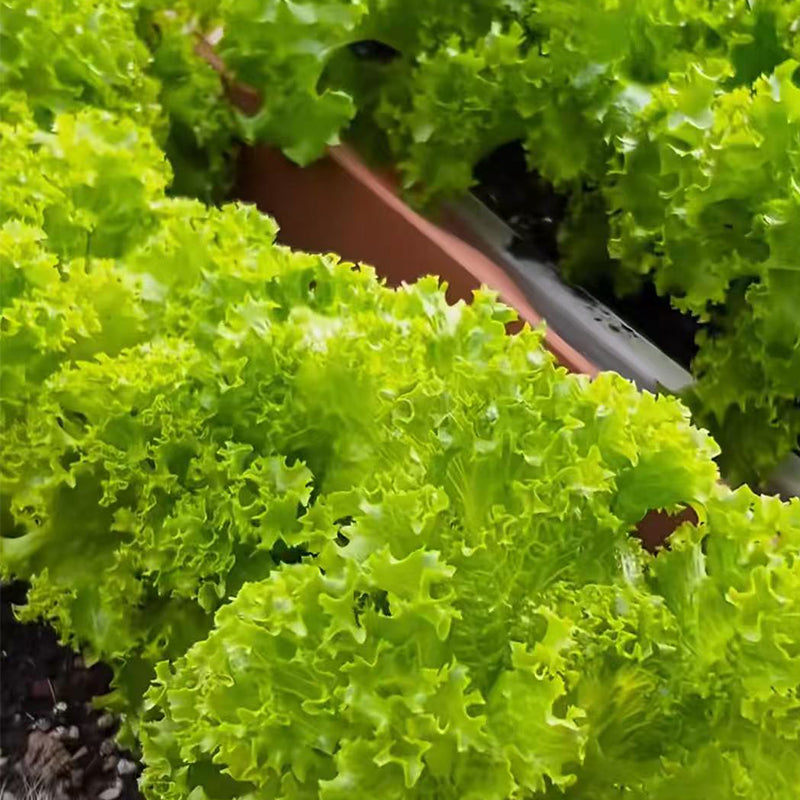 Lettuce