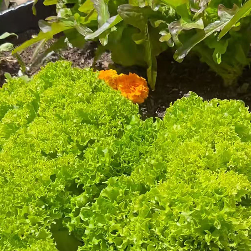 Lettuce