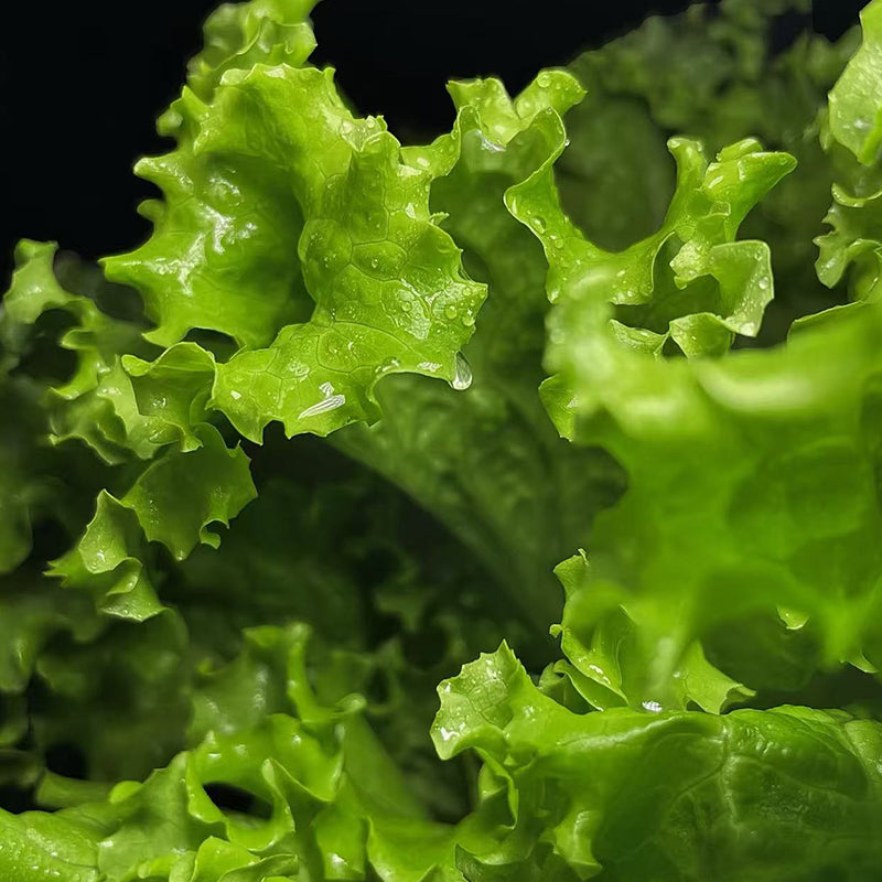 Lettuce