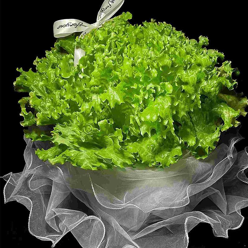 Lettuce