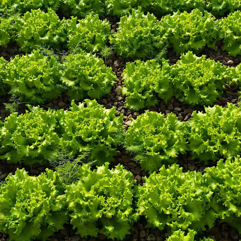 Lettuce