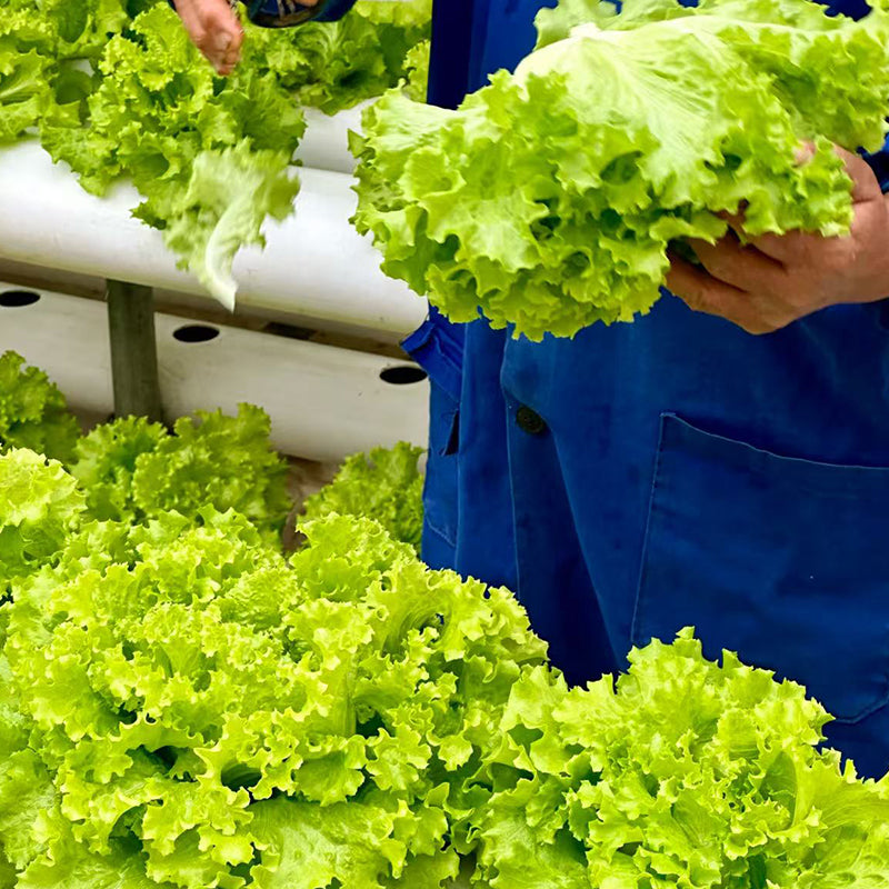 Lettuce