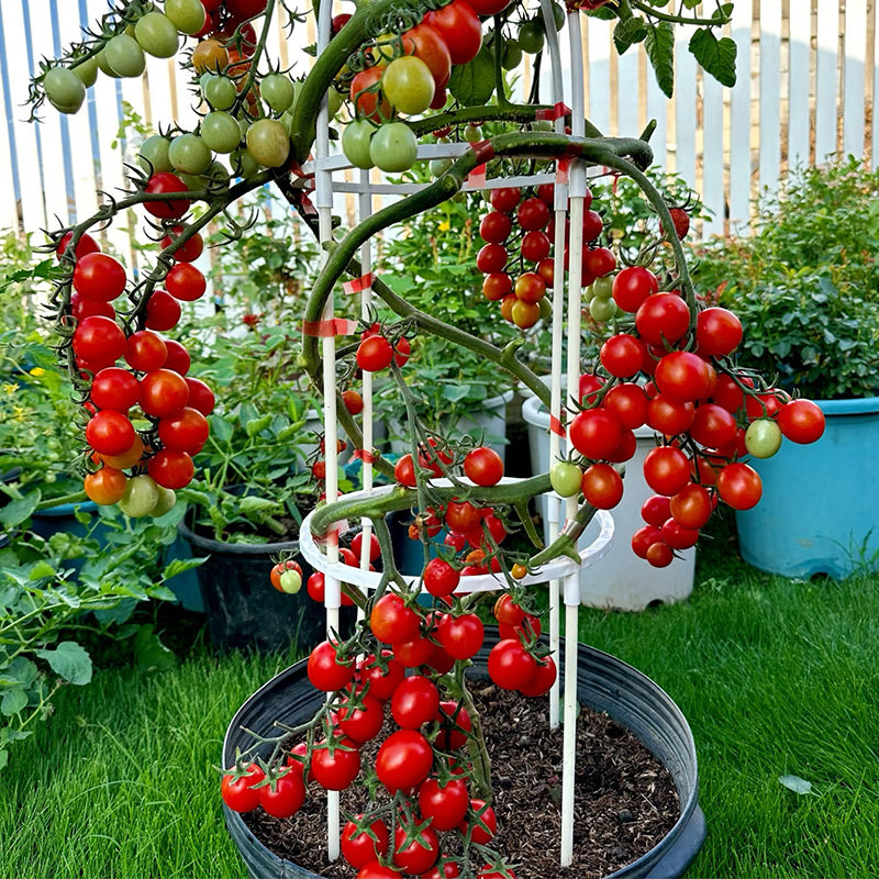 Mixed Tomatoes