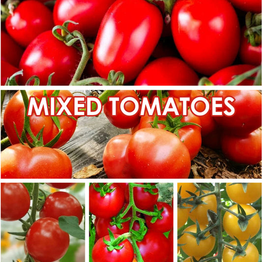 Mixed Tomatoes
