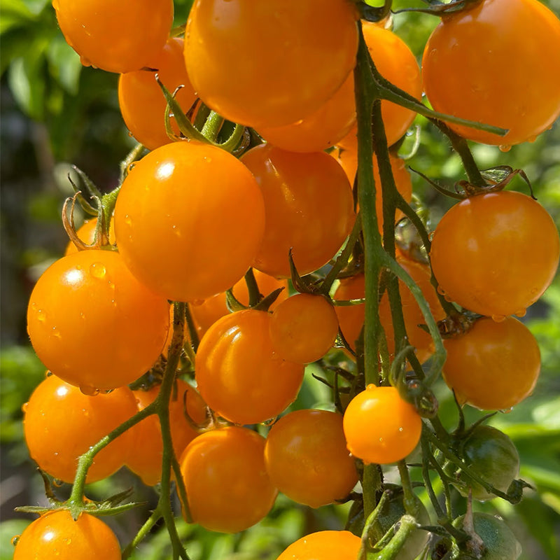 Mixed Tomatoes