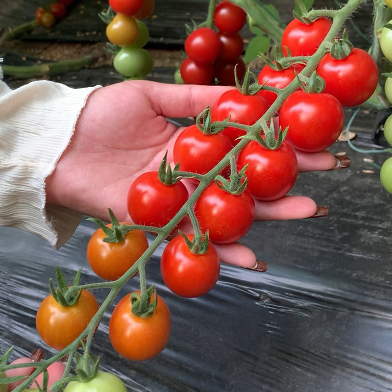 Mixed Tomatoes